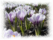 DSCN4852-1.jpg