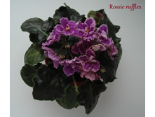 foto7.JPG