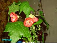 IMGP0904.JPG