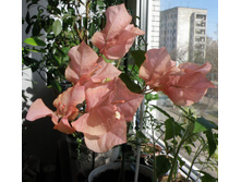 P4170049_l.jpg