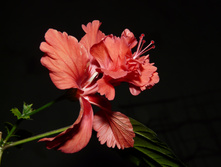 P1020280.JPG