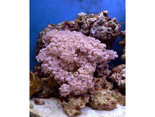 Xenia sp.