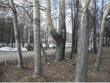 park31.jpg