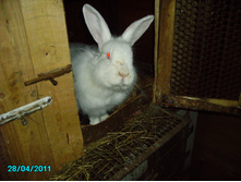 IMGP0952.JPG