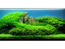 Island.jpg