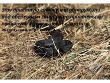 IMG_7985.JPG