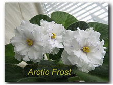Arctic Frost (S.Sorano).jpg