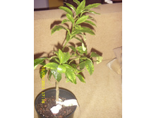 Fortunela japonica - ������.JPG