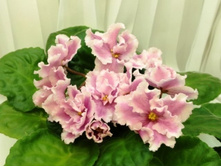 Pink Duchess (Sorano).jpg