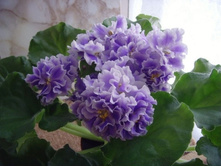 ������� ����� (�.�����).jpg