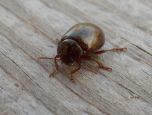 DSCN5248-1.JPG