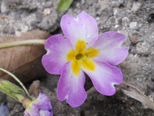 DSCN5286-1.JPG