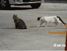 ����.gif