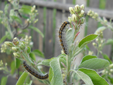 DSCN5478.JPG