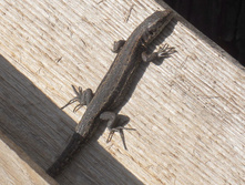 DSCN5495.JPG