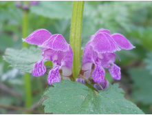 DSCN5510.JPG