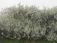 DSCN5646.JPG