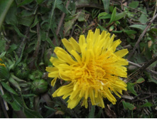 DSCF0335.JPG