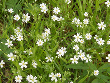 DSCN5675.JPG