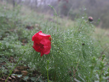 IMG_9577.JPG