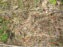 DSC08715.JPG