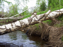 Linda_2011 050.jpg