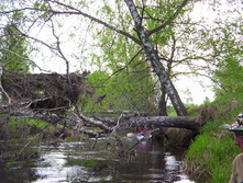 Linda_2011 057.jpg