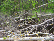Linda_2011 118.jpg