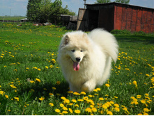 SAM_0862.JPG