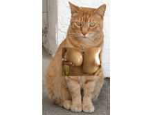 ���ka.gif