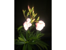 27052011377.jpg