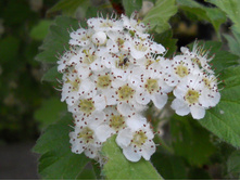 DSCN5935.JPG