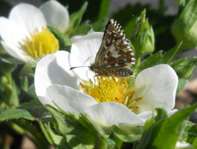 DSCN6011.JPG