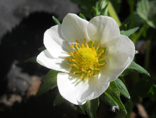 DSCN6013.JPG