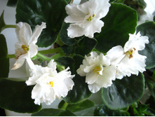  Rhapsody in White