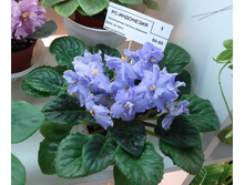 Copy of DSC05056.JPG