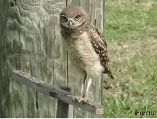 sggb56j2.gif