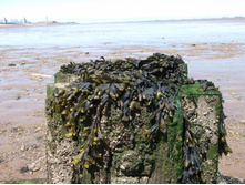 DSCF1627.jpg