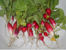 DSCN6503.JPG