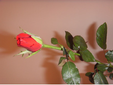SDC12550.JPG