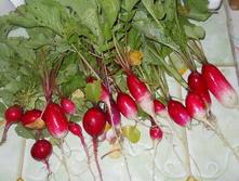 DSCN6583.JPG