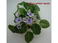 mas winter moon 2.JPG
