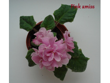 pink amiss 1.JPG