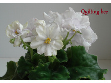 Quilting Bee 1.JPG