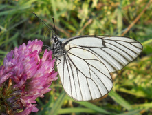 DSCN6675.JPG