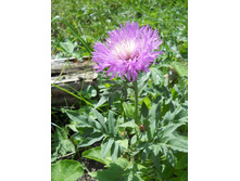 DSCN6733.JPG