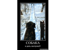 1300052637_11298396730-sobaka.jpeg