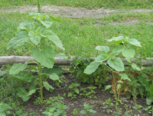 DSCN6998-1.JPG