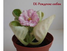 DSC05181.JPG