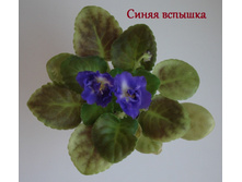 DSC05184.JPG